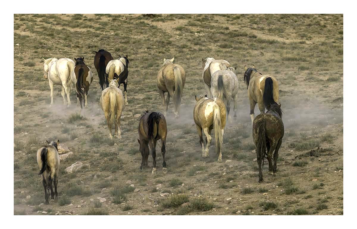 BCJ Wild Horses of Utah